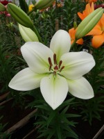 [5108 Rokanje VH No01.JPG]